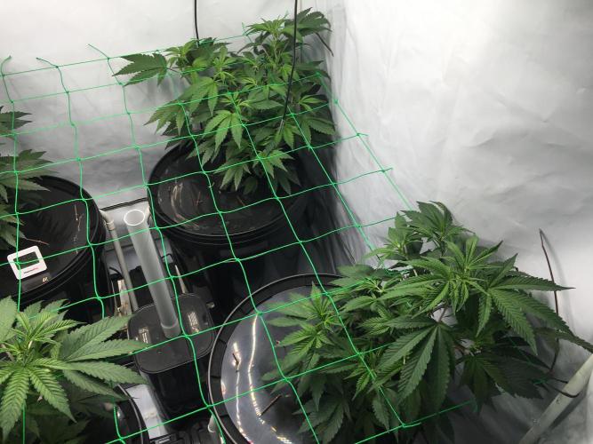Gorilla Zkittlez clones in Perlite/Coco. Week 4 - Day23