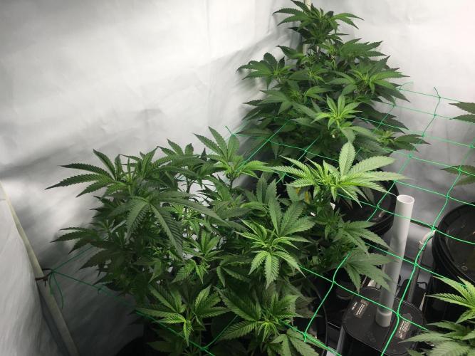Gorilla Zkittlez clones in Perlite/Coco. Week 4 - Day 28