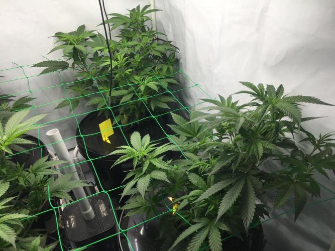 Gorilla Zkittlez clones in Perlite/Coco. Week 4 - Day 28