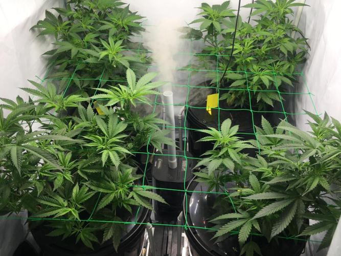 Gorilla Zkittlez clones in Perlite/Coco. Week 4 - Day 28