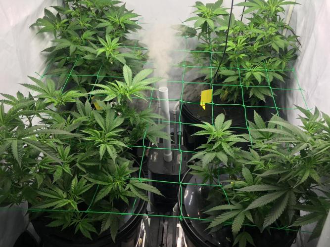 Gorilla Zkittlez clones in Perlite/Coco. Week 4 - Day 28