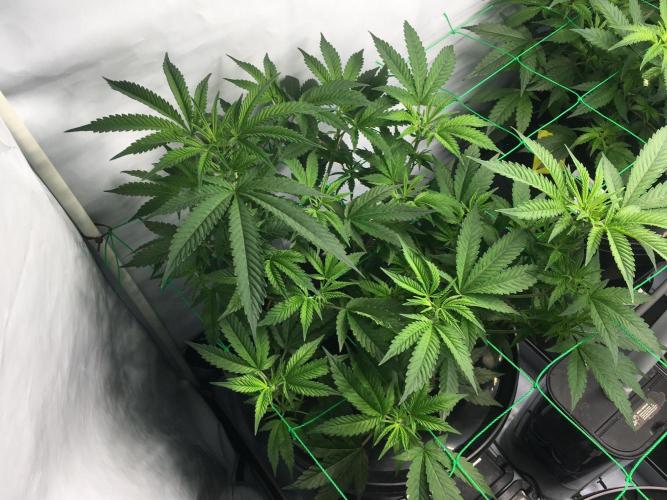 Gorilla Zkittlez clones in Perlite/Coco. Week 4 - Day 28