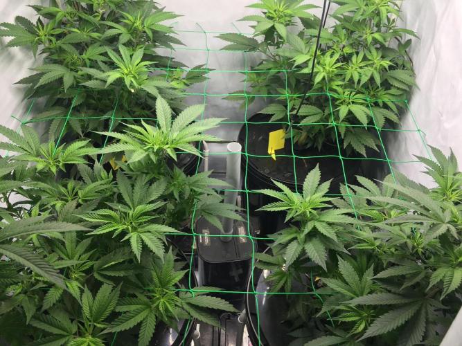 Gorilla Zkittlez clones in Perlite/Coco. Week 5 - Day 29