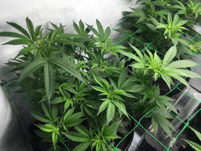 Gorilla Zkittlez clones in Perlite/Coco. Week 5 - Day 29