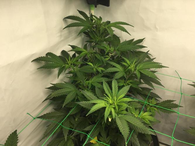 Gorilla Zkittlez clones in Perlite/Coco. Week 5 - Day 29