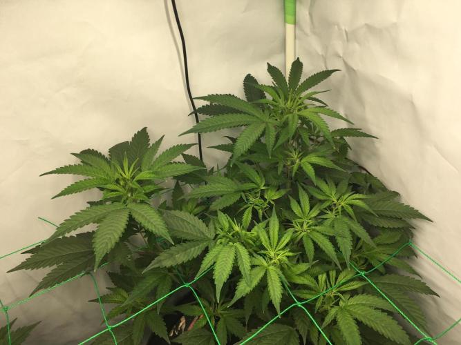 Gorilla Zkittlez clones in Perlite/Coco. Week 5 - Day 29