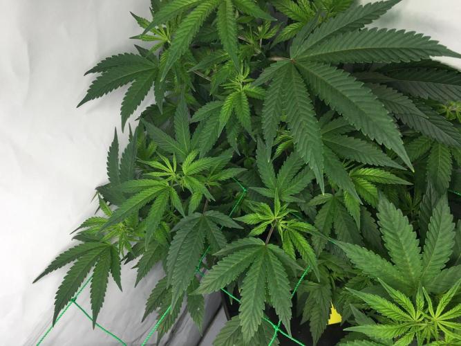 Gorilla Zkittlez clones in Perlite/Coco. Week 5 - Day 29