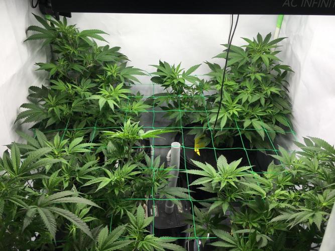 Gorilla Zkittlez clones in Perlite/Coco. Week 5 - Day 30(!)
This is only after weaving  some branches to the next square…..