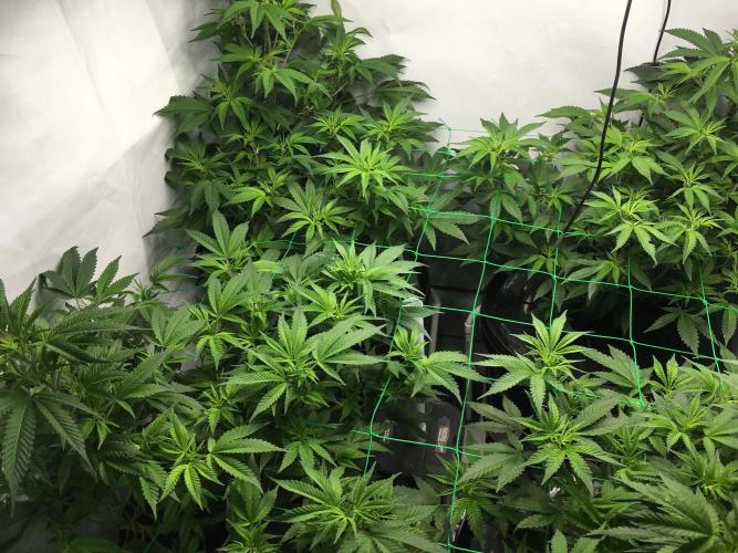 Gorilla Zkittlez clones in Perlite/Coco. Week 5 - Day 34 

Time to flip 