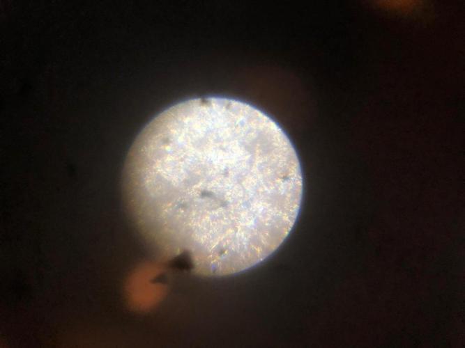 Gorilla Zkittlez clones in Perlite/Coco. Week 6 - Nematodes through a microscope