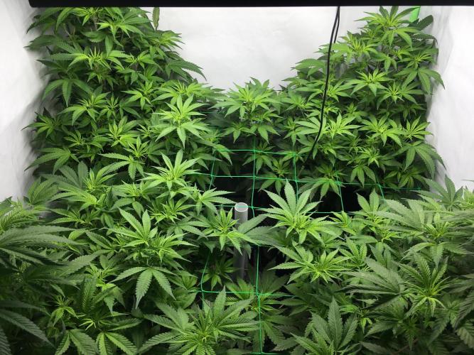 Gorilla Zkittlez clones in Perlite/Coco. Week 6 - Day 37
Early morning 