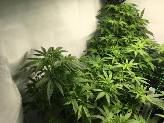 Gorilla Zkittlez clones in Perlite/Coco. Week 6 - Day 37
Early morning 
