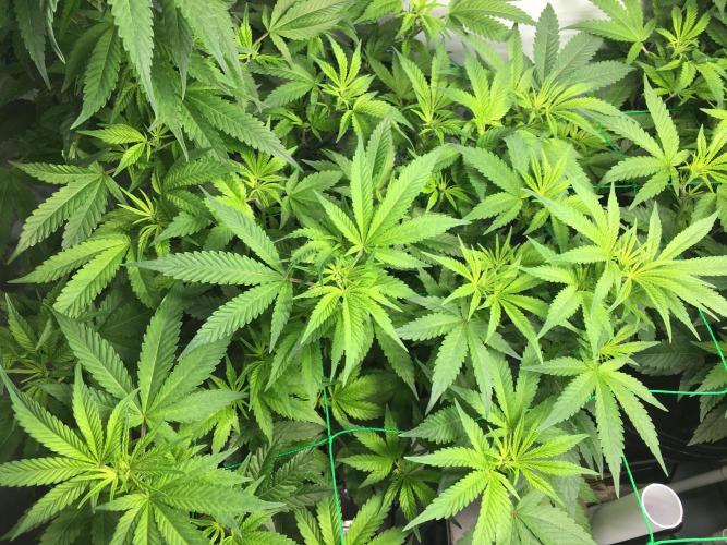 Gorilla Zkittlez clones in Perlite/Coco. Week 6 - Day 37
Early morning 