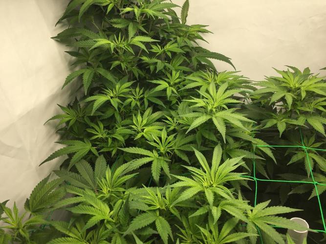 Gorilla Zkittlez clones in Perlite/Coco. Week 6 - Day 37
Early morning 