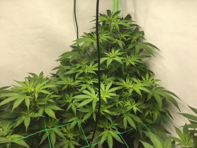 Gorilla Zkittlez clones in Perlite/Coco. Week 6 - Day 37
Early morning 