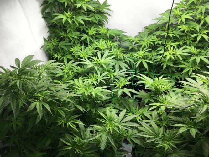 Gorilla Zkittlez clones in Perlite/Coco. Week 6 - Day 40 