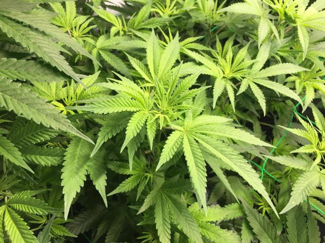 Gorilla Zkittlez clones in Perlite/Coco. Week 6 - Day 40 