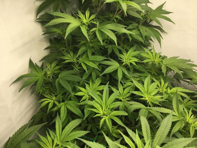 Gorilla Zkittlez clones in Perlite/Coco. Week 6 - Day 40 