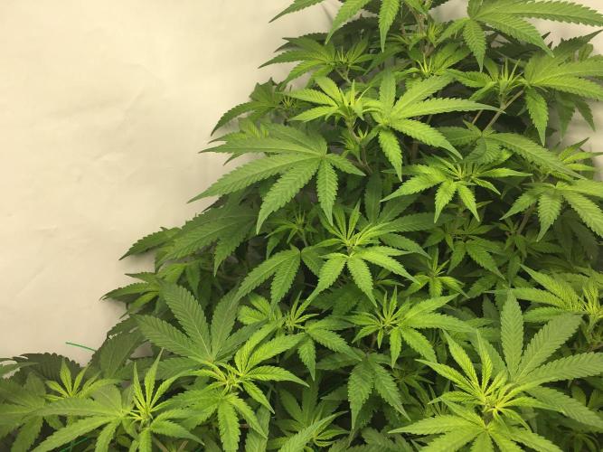 Gorilla Zkittlez clones in Perlite/Coco. Week 6 - Day 40 