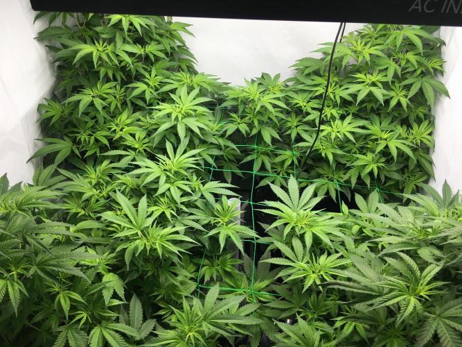 Gorilla Zkittlez clones in Perlite/Coco. Week 6 - Day 39