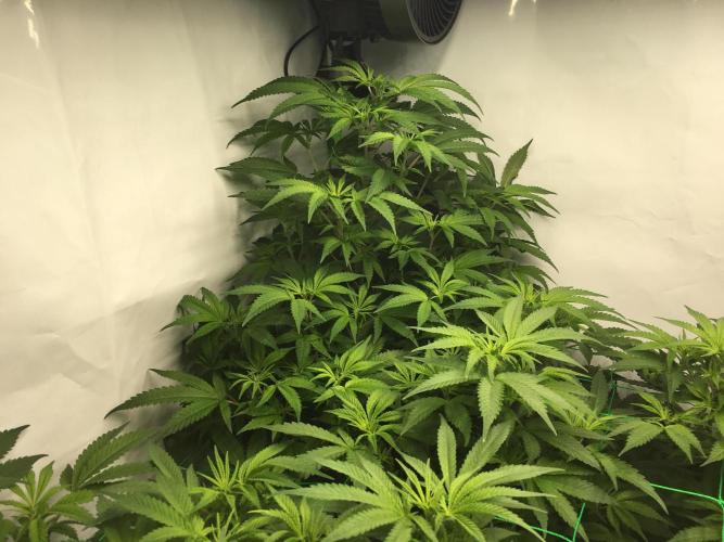 Gorilla Zkittlez clones in Perlite/Coco. Week 6 - Day 39