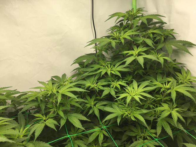 Gorilla Zkittlez clones in Perlite/Coco. Week 6 - Day 39