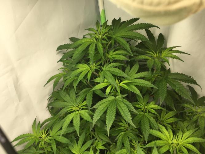 Gorilla Zkittlez clones in Perlite/Coco. Week 6 - Day 39