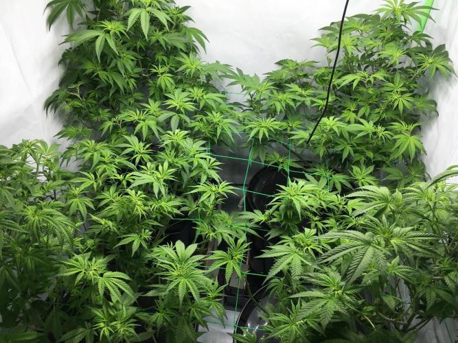 Gorilla Zkittlez clones in Perlite/Coco. Week 6 - Day 41
After lollypopping & defoliation 