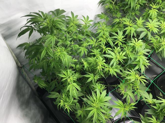 Gorilla Zkittlez clones in Perlite/Coco. Week 6 - Day 41
After lollypopping & defoliation