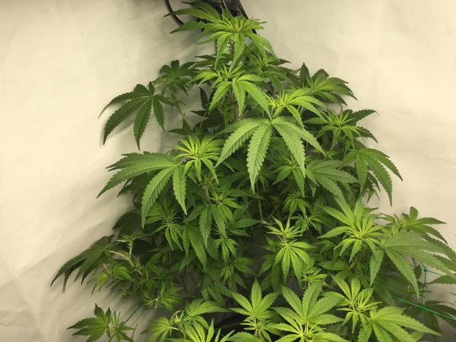 Gorilla Zkittlez clones in Perlite/Coco. Week 6 - Day 41
After lollypopping & defoliation
