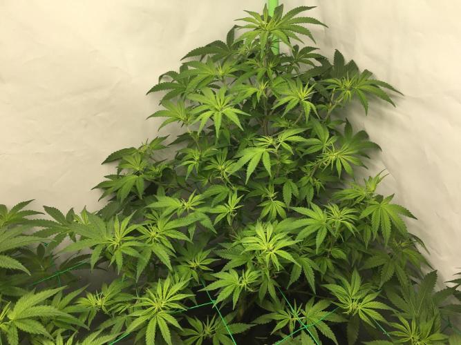 Gorilla Zkittlez clones in Perlite/Coco. Week 6 - Day 41
After lollypopping & defoliation