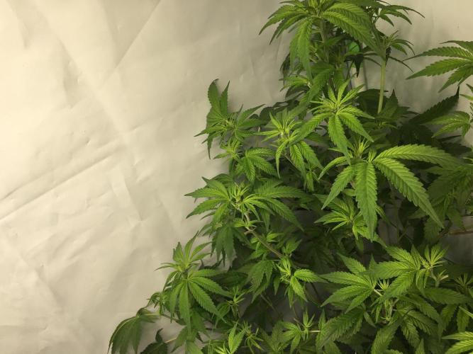 Gorilla Zkittlez clones in Perlite/Coco. Week 6 - Day 41
After lollypopping & defoliation