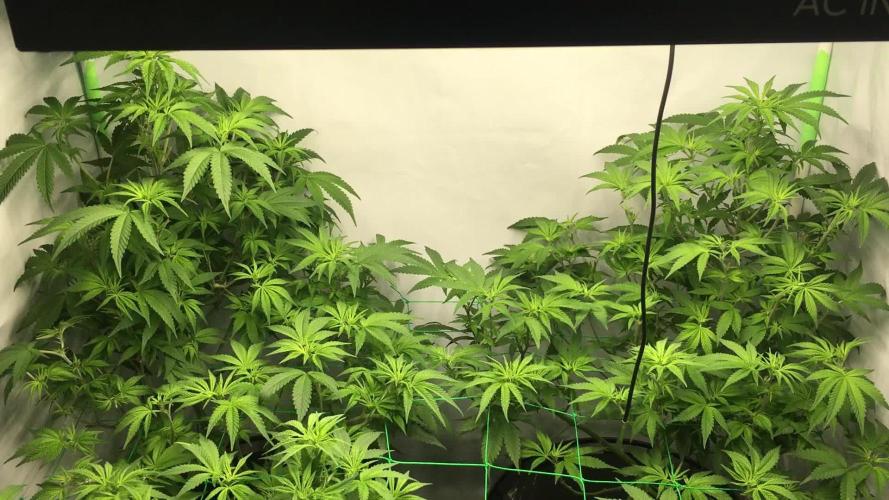 Gorilla Zkittlez clones in Perlite/Coco