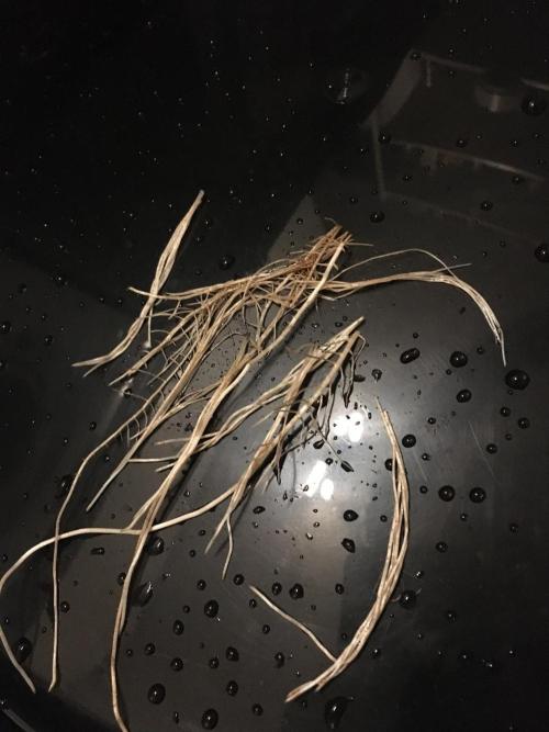 Gorilla Zkittlez clones in Perlite/Coco. Week 7 - Roots i cut out the reservoir