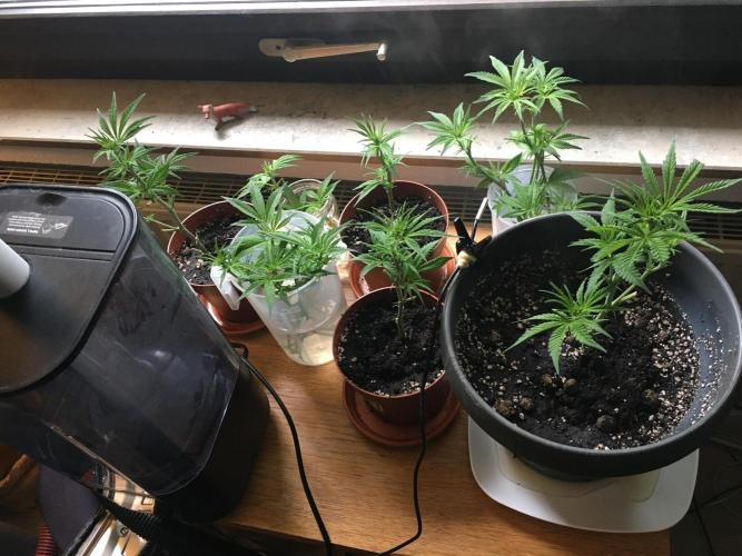 Gorilla Zkittlez clones in Perlite/Coco. Week 7 - Clones in reveg