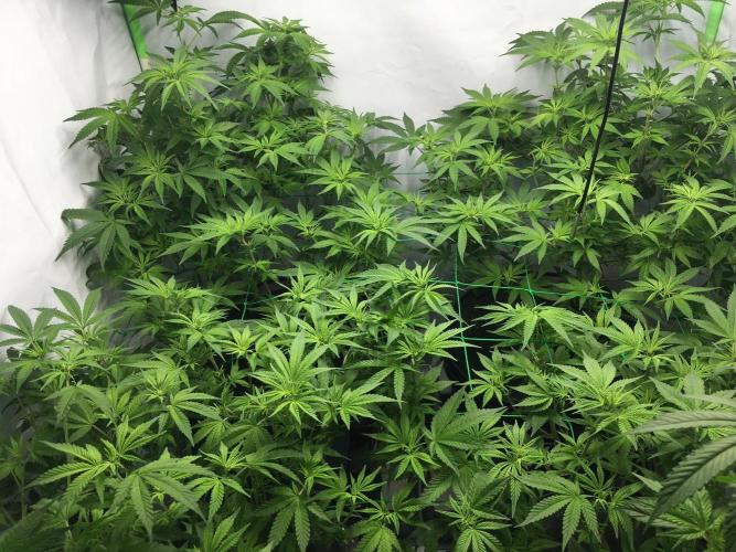 Gorilla Zkittlez clones in Perlite/Coco. Week 7 - Day 43