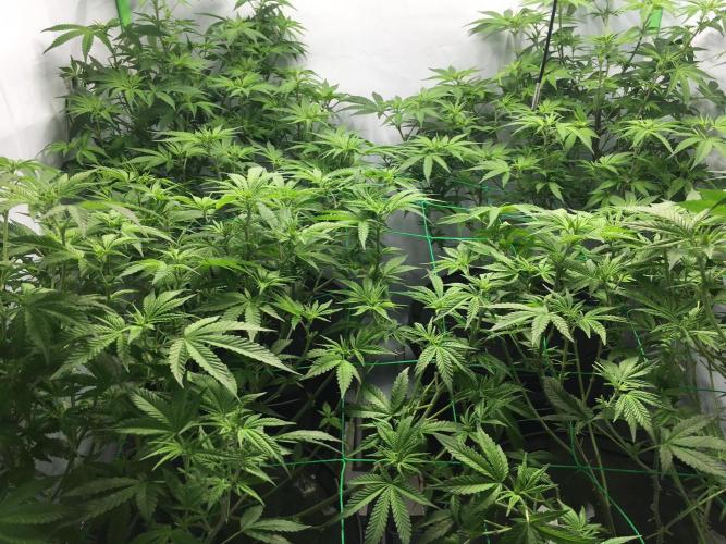 Gorilla Zkittlez clones in Perlite/Coco. Week 7 - Day 43