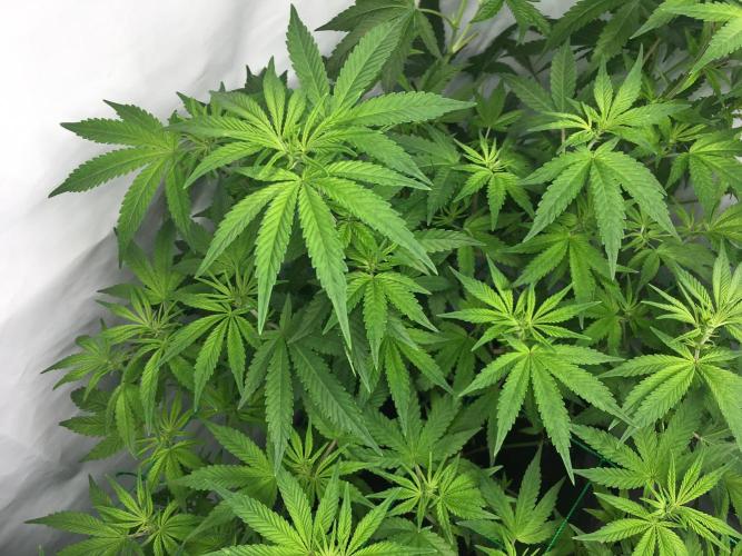 Gorilla Zkittlez clones in Perlite/Coco. Week 7 - Day 43