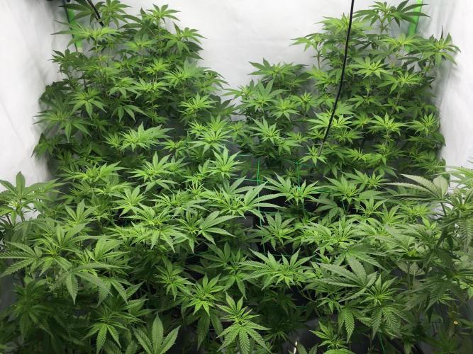 Gorilla Zkittlez clones in Perlite/Coco. Week 7 - Day 46