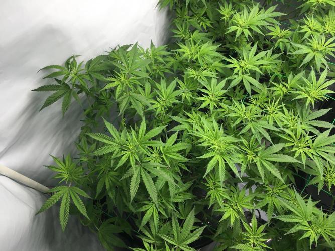 Gorilla Zkittlez clones in Perlite/Coco. Week 7 - Day46