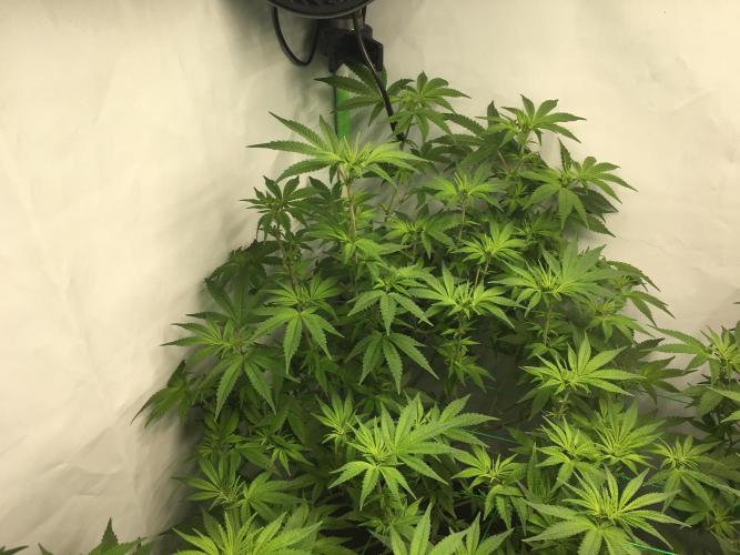 Gorilla Zkittlez clones in Perlite/Coco. Week 7 - Day46