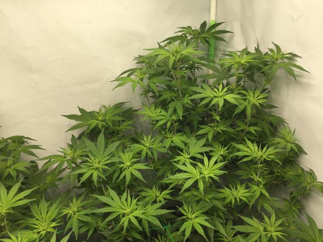 Gorilla Zkittlez clones in Perlite/Coco. Week 7 - Day46