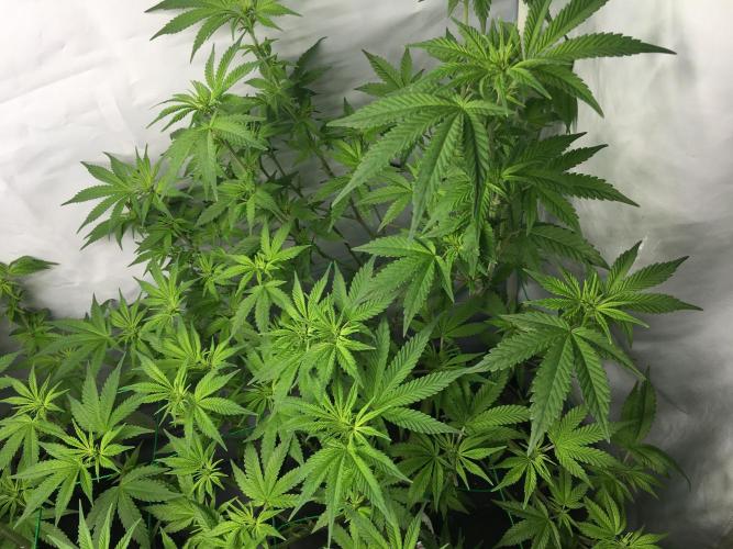 Gorilla Zkittlez clones in Perlite/Coco. Week 7 - Day46