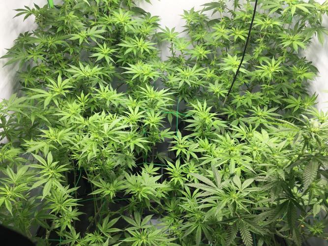 Gorilla Zkittlez clones in Perlite/Coco. Week 8 - Day 54