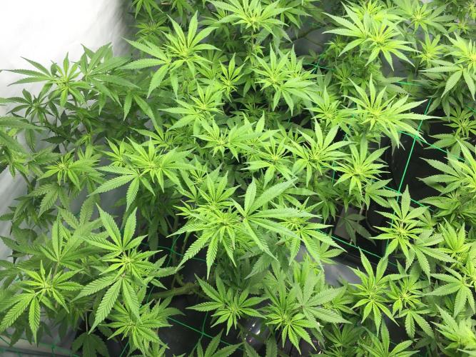 Gorilla Zkittlez clones in Perlite/Coco. Week 8 - Day 54