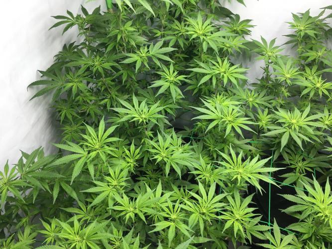 Gorilla Zkittlez clones in Perlite/Coco. Week 8 - Day 54