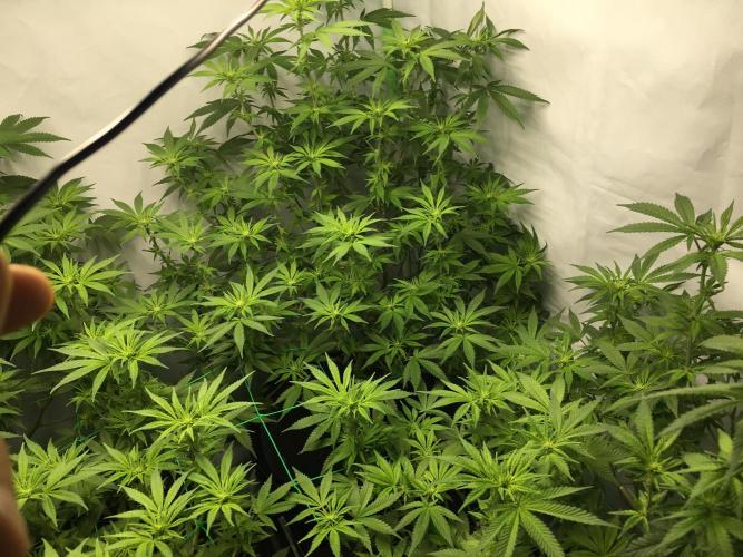 Gorilla Zkittlez clones in Perlite/Coco. Week 8 - Day 54