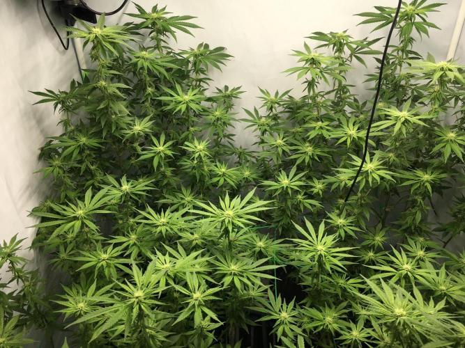 Gorilla Zkittlez clones in Perlite/Coco. Week 9 - Day 58