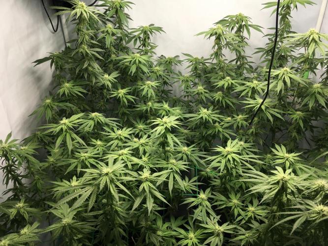 Gorilla Zkittlez clones in Perlite/Coco. Week 9 - Day 63