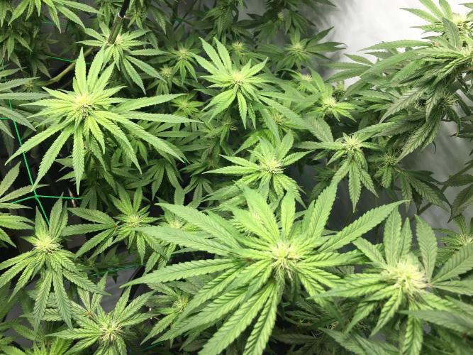 Gorilla Zkittlez clones in Perlite/Coco. Week 9 - Day 63
